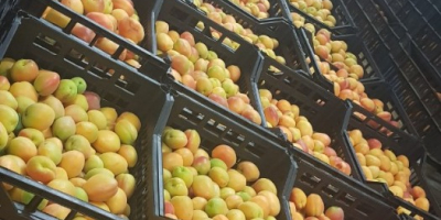 Die Firma Fia Gogot Fruit in Griechenland Salonik bietet
