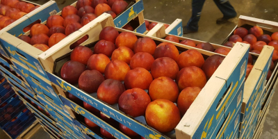 A Fia Gogot Fruit cég Görögországban A Salonik a