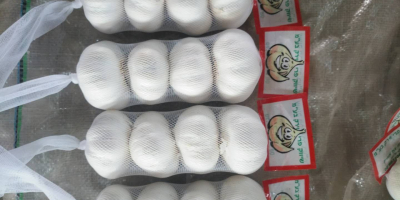 Извоз кинеског белог лука и чистог белог белог лука