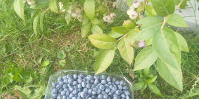 I have for sale sweet and fresh blueberry fruit