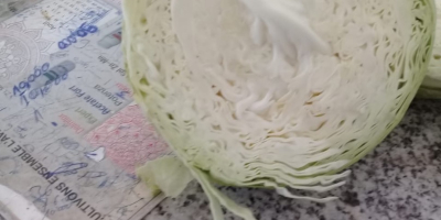 I will sell quantities of white cabbage and red