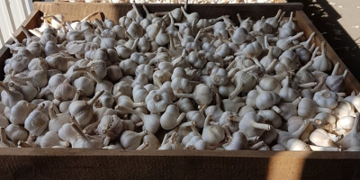 Hello, I have garlic for sale! MEGA variety