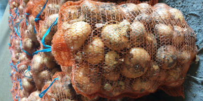 SC ANDRIPAN GEOCRIS SRL selling wholesale onions in 15kg