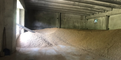 Prodavam Hlebna Wheat variety Sofu 180 tons Meister-60 tons