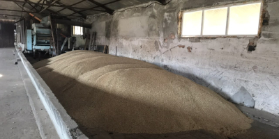 Prodavam Hlebna Wheat variety Sofu 180 tons Meister-60 tons