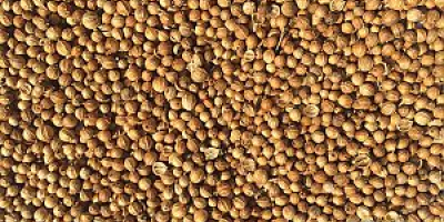 Prodavam coriander in grains Origin of commodity Bulgaria Available