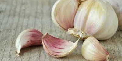 We are currently at the peak of our garlic