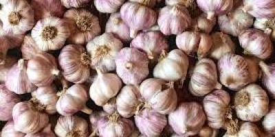 We are currently at the peak of our garlic