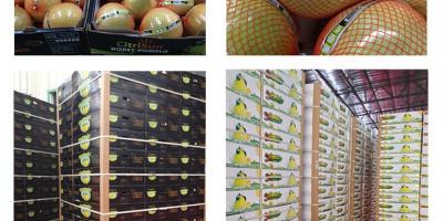 Suntem producător direct de pomelo, avem două baze de