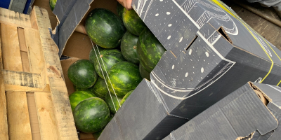 Hello, I am selling watermelons, country of origin Hungary