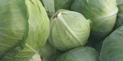 Cabbage, Beetroot, Arch from Belarus, from 20t, excellent quality,