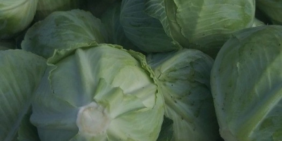 Cabbage, Beetroot, Arch from Belarus, from 20t, excellent quality,