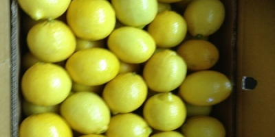 Fresh Lemon for sale Whatsapp +1 804 742 2957
