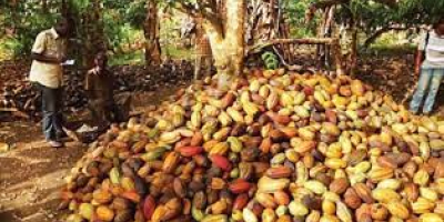 Organic cocoa beans from Africa at very affordable price.