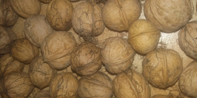 I will sell walnuts, unshelled organic, dried about 2018