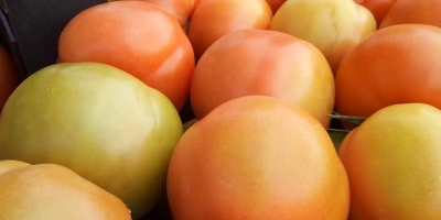 we are happy to offer fresh tomatoes (cherry, plum,