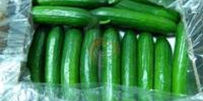 Specifications of fresh cucumber From USA STAGE 1 SGS