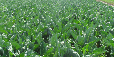 Young Cauliflowers (August 2019) Offer for sale Young cauliflowers