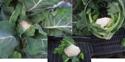 Young Cauliflowers (August 2019) Offer for sale Young cauliflowers