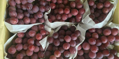 Fresh grapes without seeds for sale.Contact us via Whatsapp