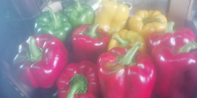 Hello, I will sell red, yellow and green peppers,
