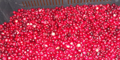 I have to offer pure, organic wild marsh cranberry.