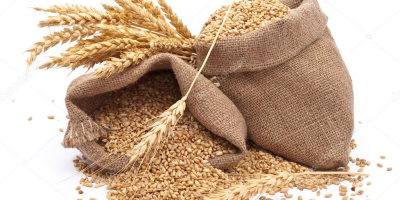 На продају Пшеница 19т, жетва 2019. године у Сливен