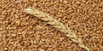 Продајем сточну храну пшенице 10 т, жетва 2019. године