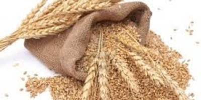 На продају Пшеница 7 т., 2019. жетва у земљишту