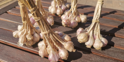 I will sell Polish Harnaś garlic tied in bunches:
