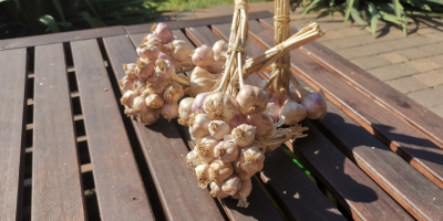 I will sell Polish Harnaś garlic tied in bunches:
