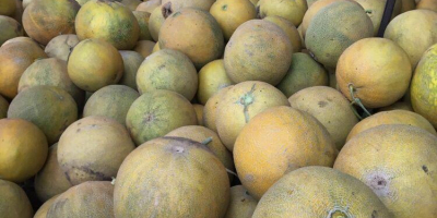 We have for sale yellow melons imported by Romania.