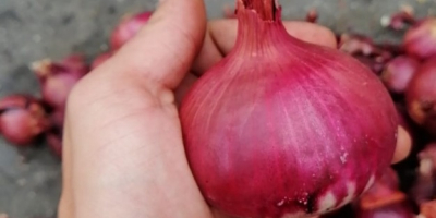 For sale red onion import Caliber 5+ Sacks 25