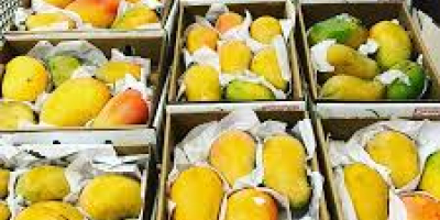 Świeże egipskie mango jest jednym z najbardziej bogatych w