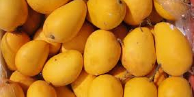 Свјежи египатски манго једно је од најхрањивијих воћа карактеристичног