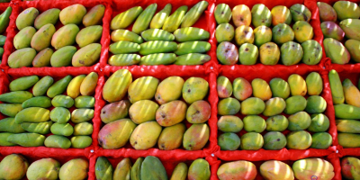 Świeże egipskie mango jest jednym z najbardziej bogatych w