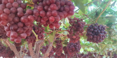 I will sell Grapes wholesale quantities. More information via
