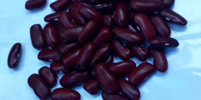 I sell beans of different kinds