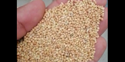 Name yellow millet New crop, Shape Round shape Origin