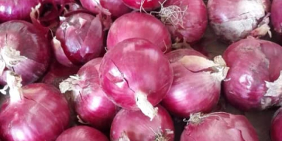 The best quality yellow onion is still fresh and