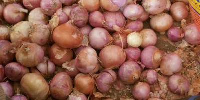 Onion Available For Export Superior Quality All Gulf countries,