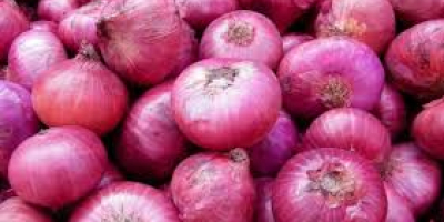 Type: Onion Product Type: Liliaceous Vegetabless Style: Fresh Cultivation