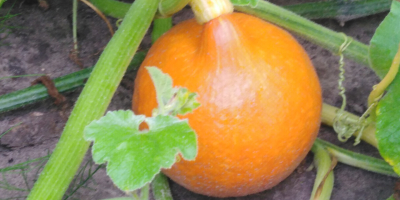 I will sell Hokkaido pumpkins in large quantities