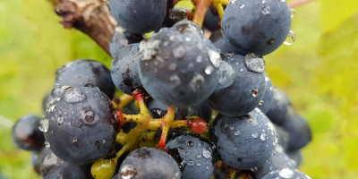 Продајем грожђе (воће) од сорти грожђа Рондо и Регент