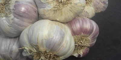I will sell HARNAŚ garlic from my own farm.