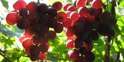 I sell grapes - wine varieties - Muscat Ottonel,