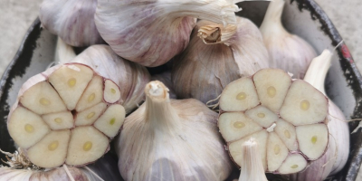 I will sell winter Harnaś garlic. Healthy, tested at