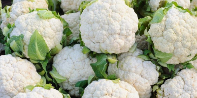 I will sell cauliflower. Beautiful white large quantities. The