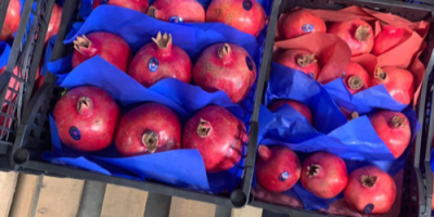 Hello, I have for sale pomegranates quantities of trucks
