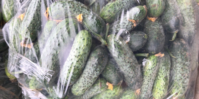 Legabel fruct 2016 srl sells cucumber cucumbers 7-12 cm